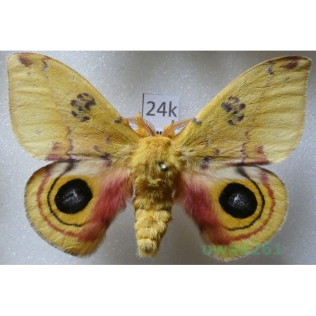 Automeris io (Fabricius, 1775) male ex. ovo USA24k